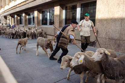Paso de la Trashumancia por la capital soriana