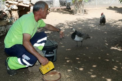Zoo de Aves en Herrera de Pisuerga (Palencia), en la imagen un cuidador junto  una Cariblanca