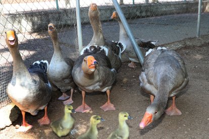 Zoo de Aves en Herrera de Pisuerga (Palencia), en la imagen Ánsares comunes