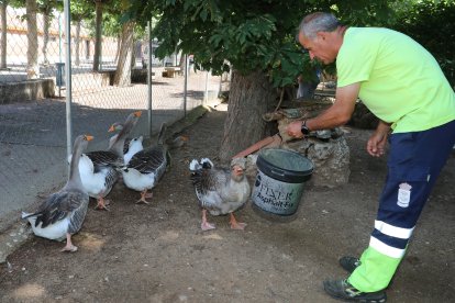 Zoo de Aves en Herrera de Pisuerga (Palencia), en la imagen Ánsares comunes