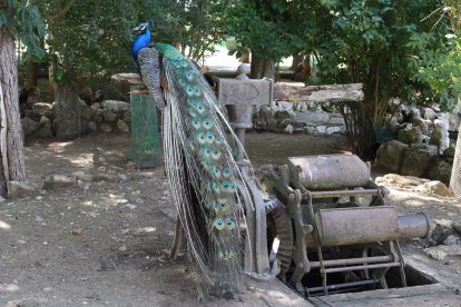 Zoo de Aves en Herrera de Pisuerga (Palencia), en la imagen Paro real indio