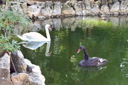 Zoo de Aves en Herrera de Pisuerga (Palencia), en la imagen Cisne Blanco y Cisne Negro