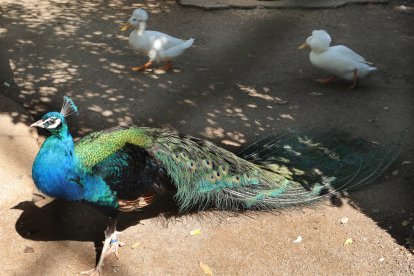 Zoo de Aves en Herrera de Pisuerga (Palencia), en la imagen patos corredores indios y pavo real indio