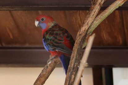 Zoo de Aves en Herrera de Pisuerga (Palencia), en la imagen Loro Rojo o Rosela Carmesí