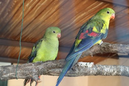 Zoo de Aves en Herrera de Pisuerga (Palencia), en la imagen Loros Regentes