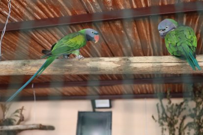 Zoo de Aves en Herrera de Pisuerga (Palencia), en la imagen Cotorras Derbianas