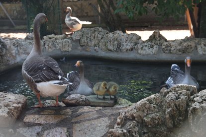 Zoo de Aves en Herrera de Pisuerga (Palencia), en la imagen Ánsares comunes