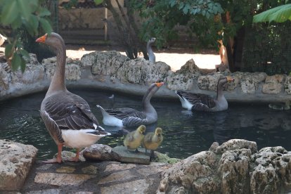 Zoo de Aves en Herrera de Pisuerga (Palencia), en la imagen Ánsares comunes