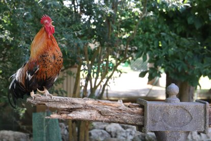Zoo de Aves en Herrera de Pisuerga (Palencia), , en la imagen Gallo