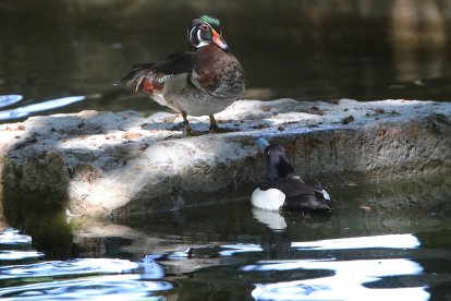 Zoo de Aves en Herrera de Pisuerga (Palencia), en la imagen Pato de la Florida o Pato Joyuyo, junto a un Porrón Moñudo (en el agua)
