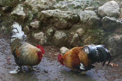 Zoo de Aves en Herrera de Pisuerga (Palencia), en la imagen Gallos