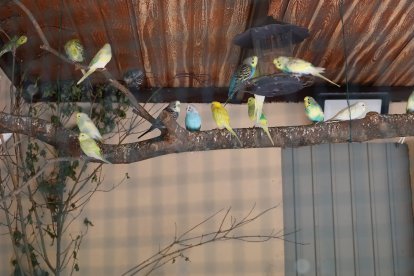 Zoo de Aves en Herrera de Pisuerga (Palencia), en la imagen Periquitos