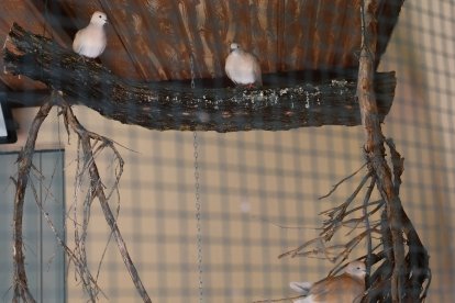 Zoo de Aves en Herrera de Pisuerga (Palencia), en la imagen Tórtolas diamante