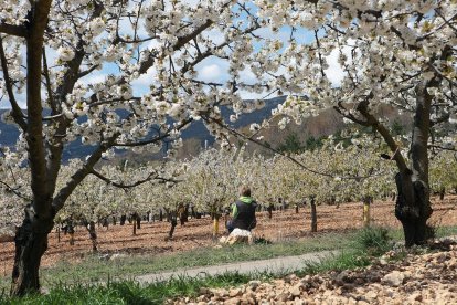 Floración de cerezos de Las Caderechas