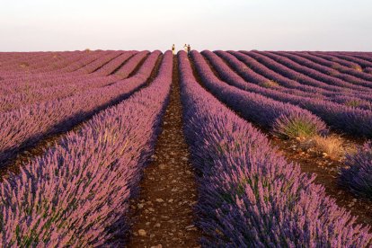 Campos de lavanda en Caleruega