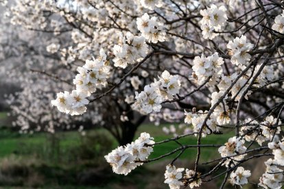 Almendros en flor en Poza de la Sal
