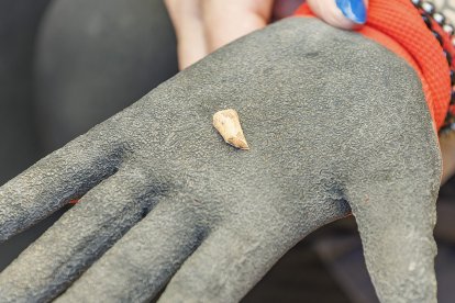 Trabajo del equipo de 12 científicos de diversas disciplinas y tres generaciones que tratan de descubrir los secretos de Homo antecessor.