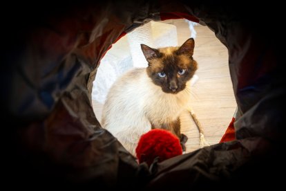 Cafelinos, el primer café con gatos de Burgos y uno de los pocos que hay en España.