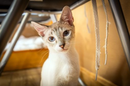 Cafelinos, el primer café con gatos de Burgos y uno de los pocos que hay en España.