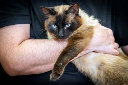 Cafelinos, el primer café con gatos de Burgos y uno de los pocos que hay en España.
