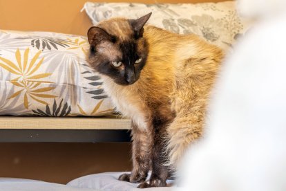 Cafelinos, el primer café con gatos de Burgos y uno de los pocos que hay en España.