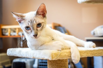 Cafelinos, el primer café con gatos de Burgos y uno de los pocos que hay en España.