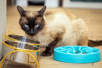 Cafelinos, el primer café con gatos de Burgos y uno de los pocos que hay en España.