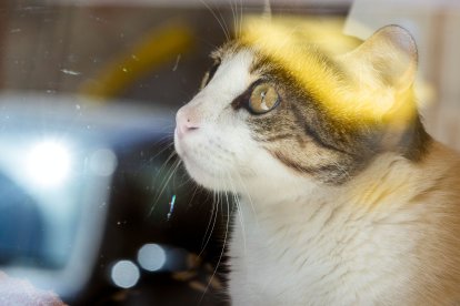 Cafelinos, el primer café con gatos de Burgos y uno de los pocos que hay en España.