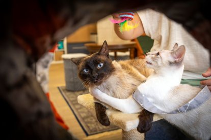 Cafelinos, el primer café con gatos de Burgos y uno de los pocos que hay en España.