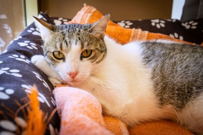 Cafelinos, el primer café con gatos de Burgos y uno de los pocos que hay en España.