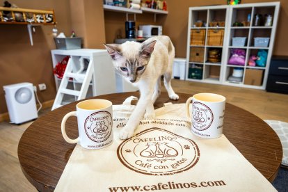 Cafelinos, el primer café con gatos de Burgos y uno de los pocos que hay en España.