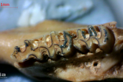 Pieza de microfauna recuperada en el lavadero del río Arlanzón.