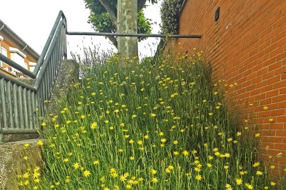 Tragopogon macrorhizus, con flores amarillas, en una parcela de la capital burgalesa en la calle Pozanos.