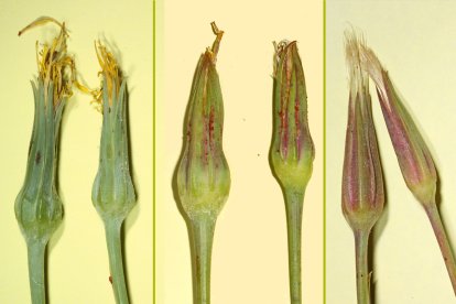 Composición del Tragopogon macrorhizus.