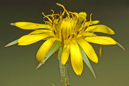 Detalle de la flor del Tragopogon macrorhizus.