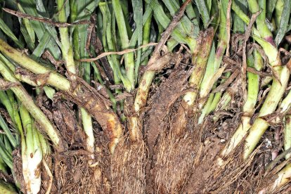 Raíz del Tragopogon macrorhizus, cuyas características han contribuido a dar nombre a la nueva especie.