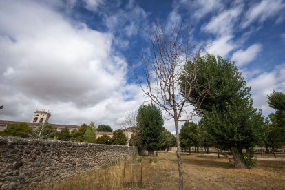 Estado de diversos ejemplares de El Parral.