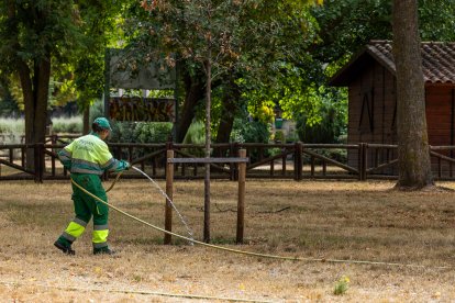 Estado de diversos ejemplares de El Parral.
