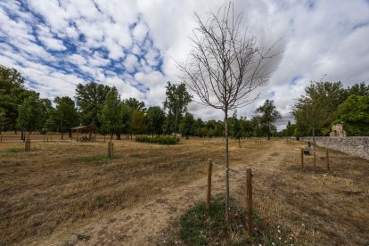 Estado de diversos ejemplares de El Parral.