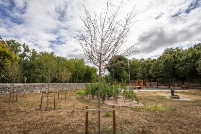 Estado de diversos ejemplares de El Parral.