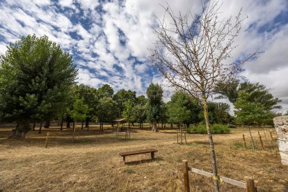 Estado de diversos ejemplares de El Parral.