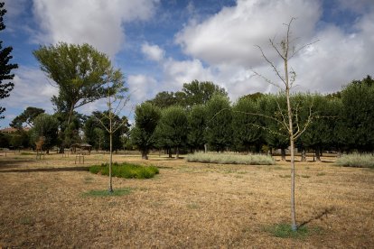 Estado de diversos ejemplares de El Parral.