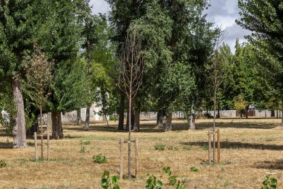Estado de diversos ejemplares de El Parral.