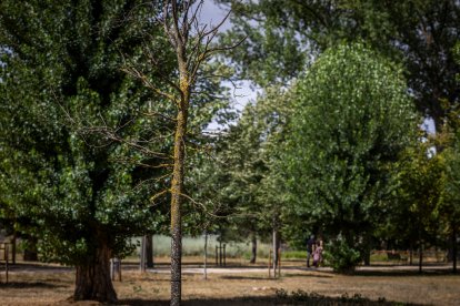 Estado de diversos ejemplares de El Parral.