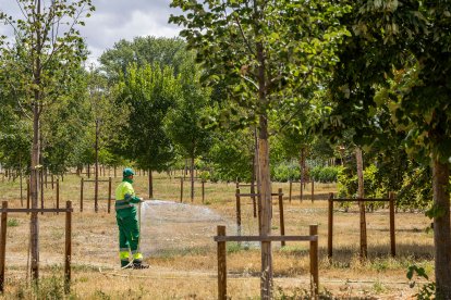 Estado de diversos ejemplares de El Parral.