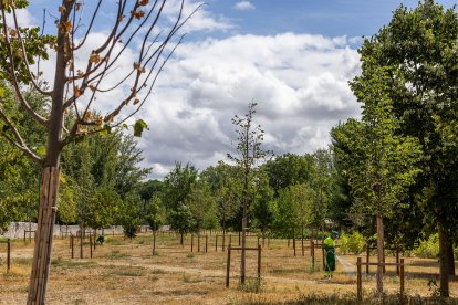 Estado de diversos ejemplares de El Parral.