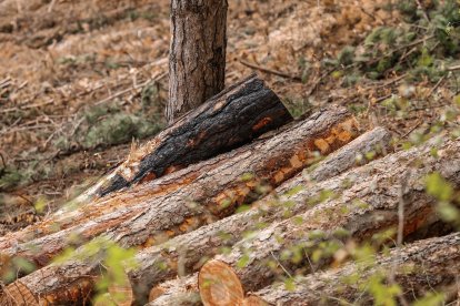 La actuación se concentra ahora en la zona afectada por uno de los incendios recientes.