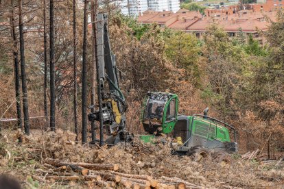 La madera y los restos vegetales serán retirados y triturados.