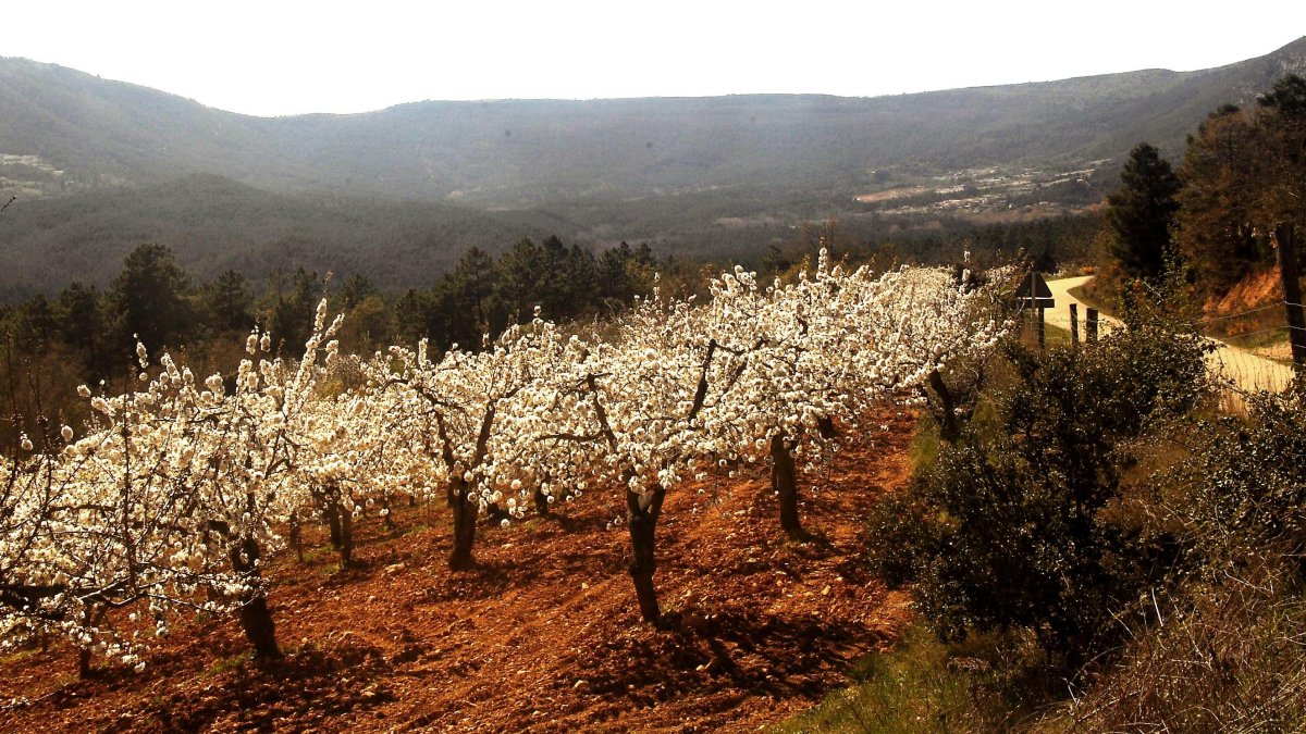 La floración de los cerezos en el Valle de Caderechas ofrece un espectacular panorama a los visitantes que, cada año, acuden a la zona. / GERARDO GONZÁLEZ