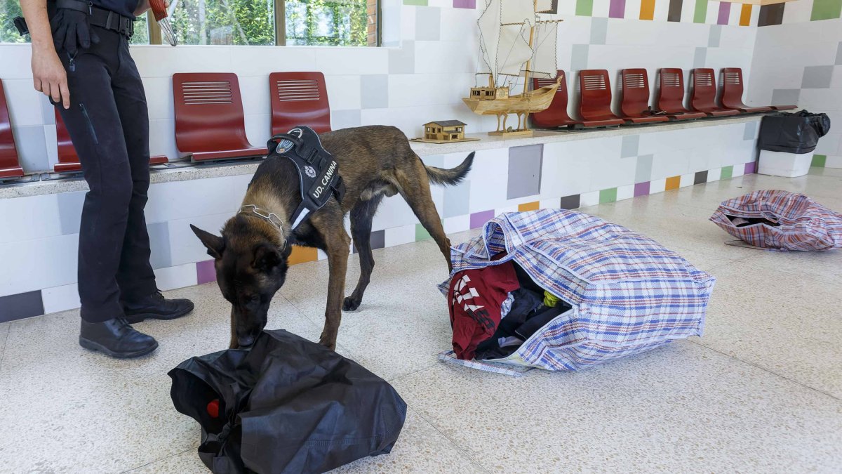 Uno de los perros de la Unidad Canina del Centro Penitenciario de Burgos inspecciona varias bolsas. SANTI OTERO